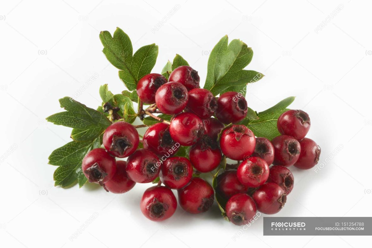 Боярышник ягоды