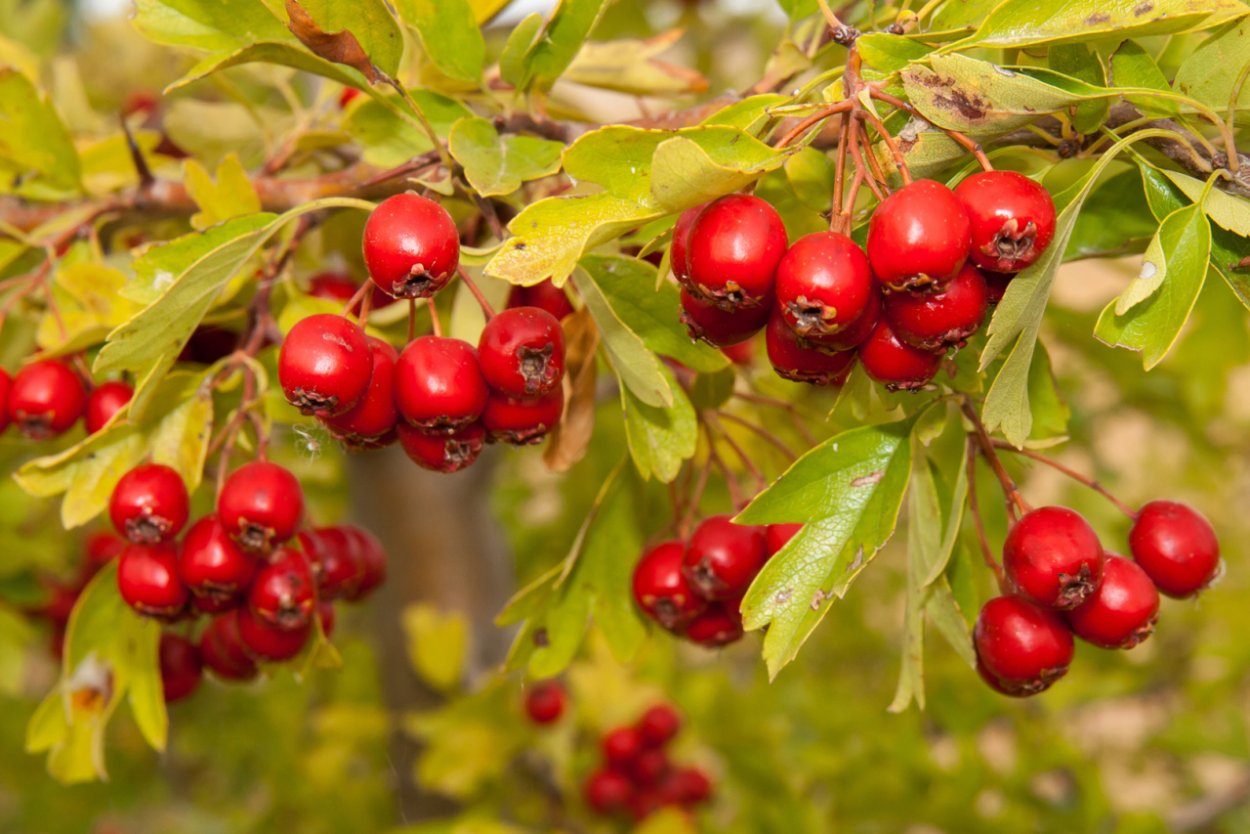 Боярышник Беккера