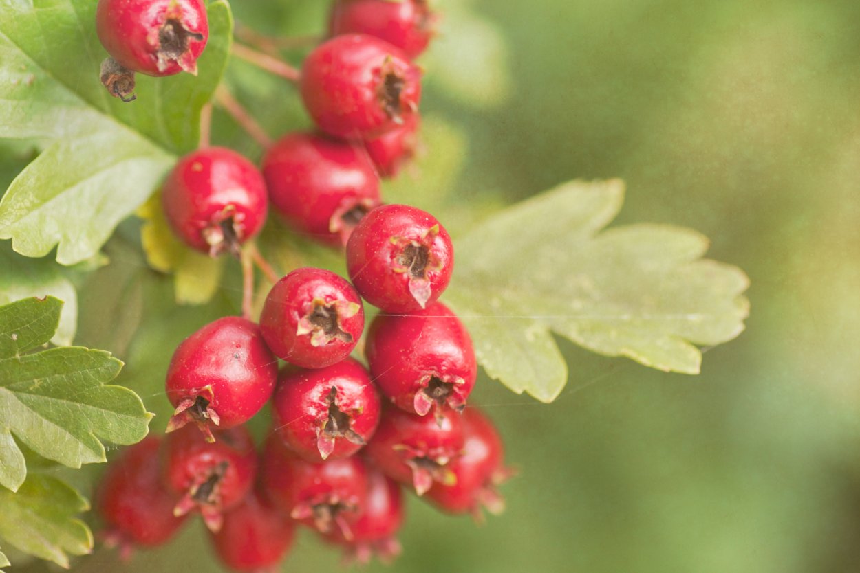 Боярышник Даурский