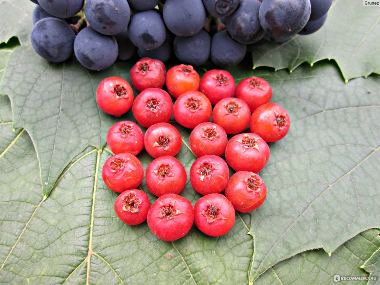 Боярышник на белом фоне