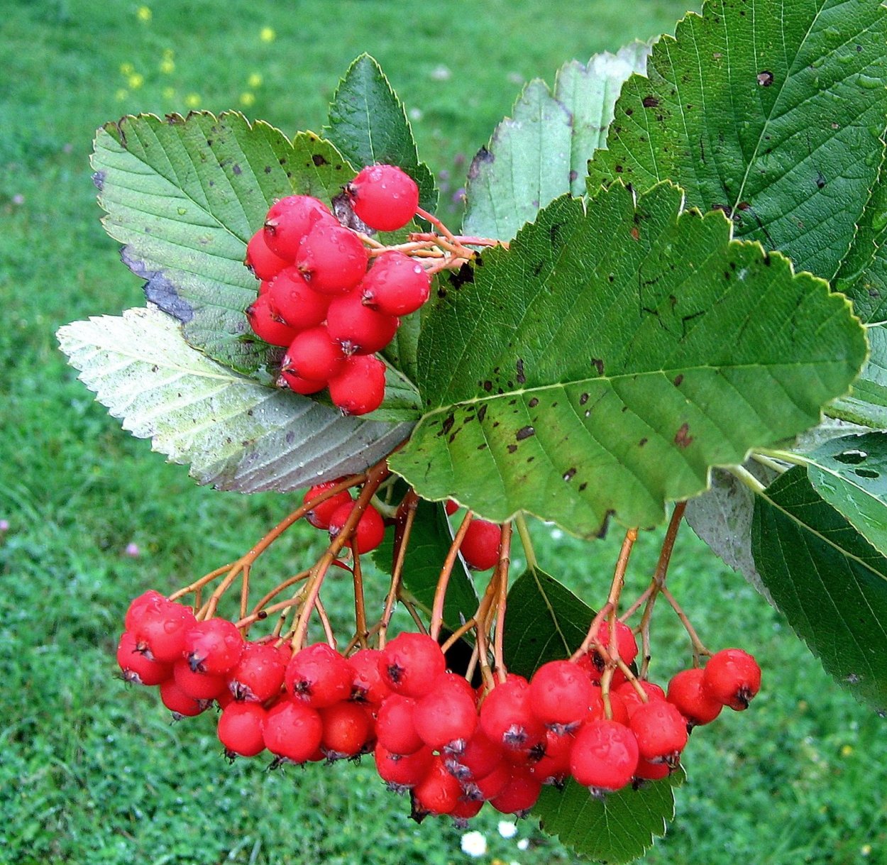Боярышник Полупан