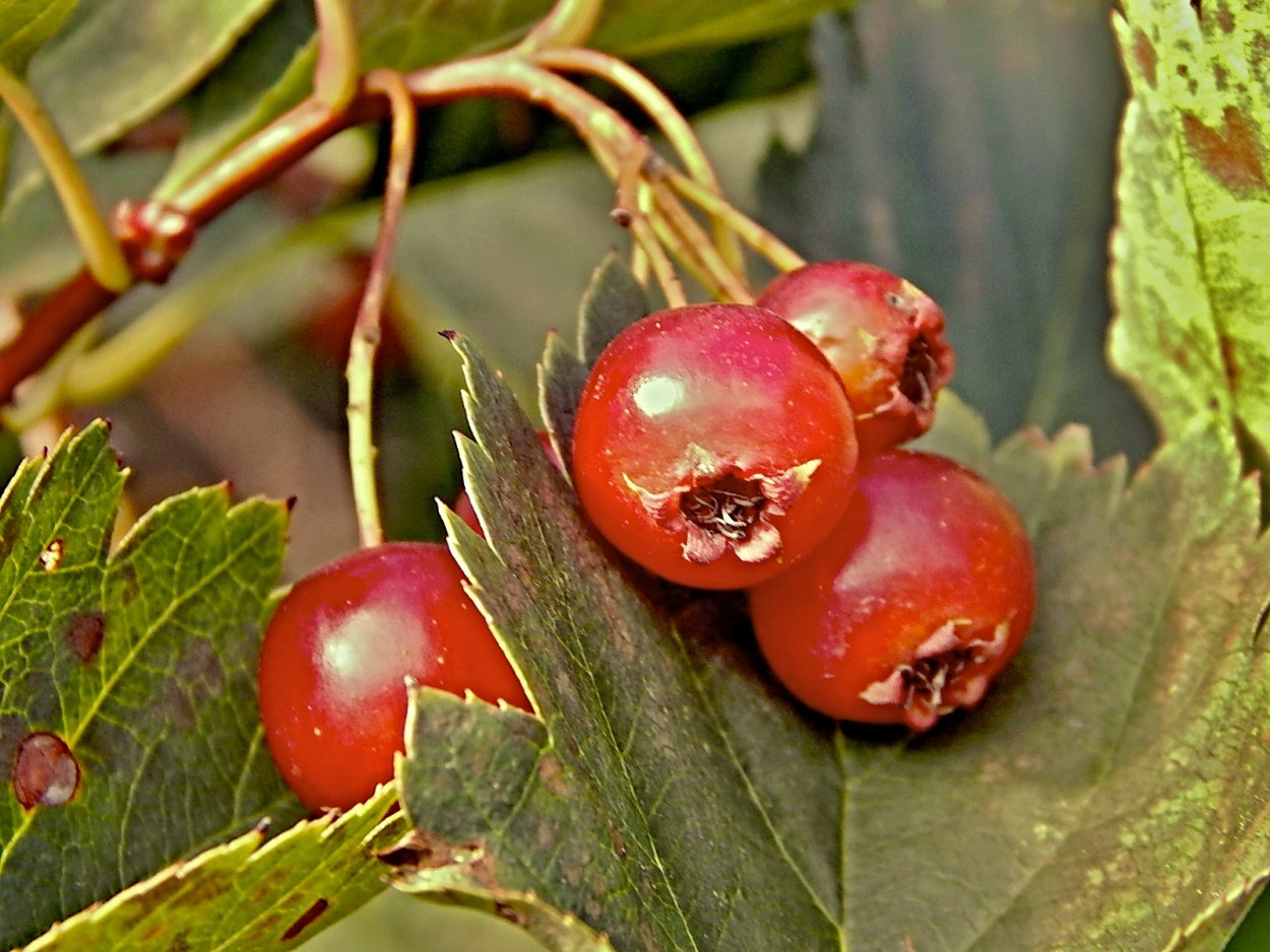 Боярка Понтийский боярышник
