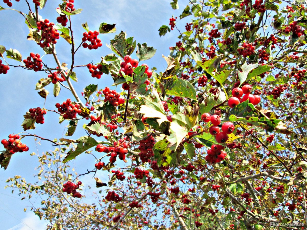 Боярышник ягода внутри