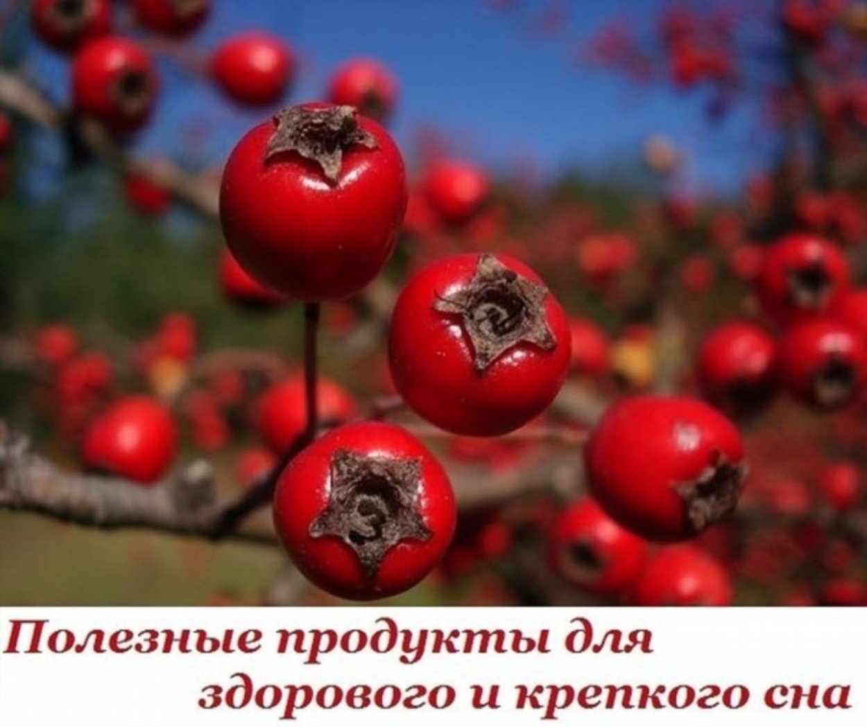 Боярышник Берри осенью