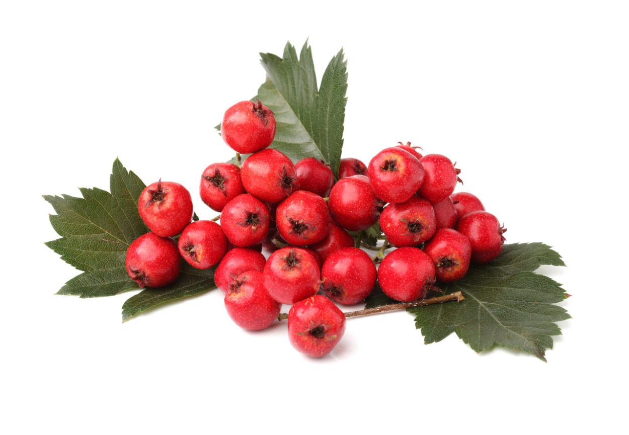 Кустарники в сентябре