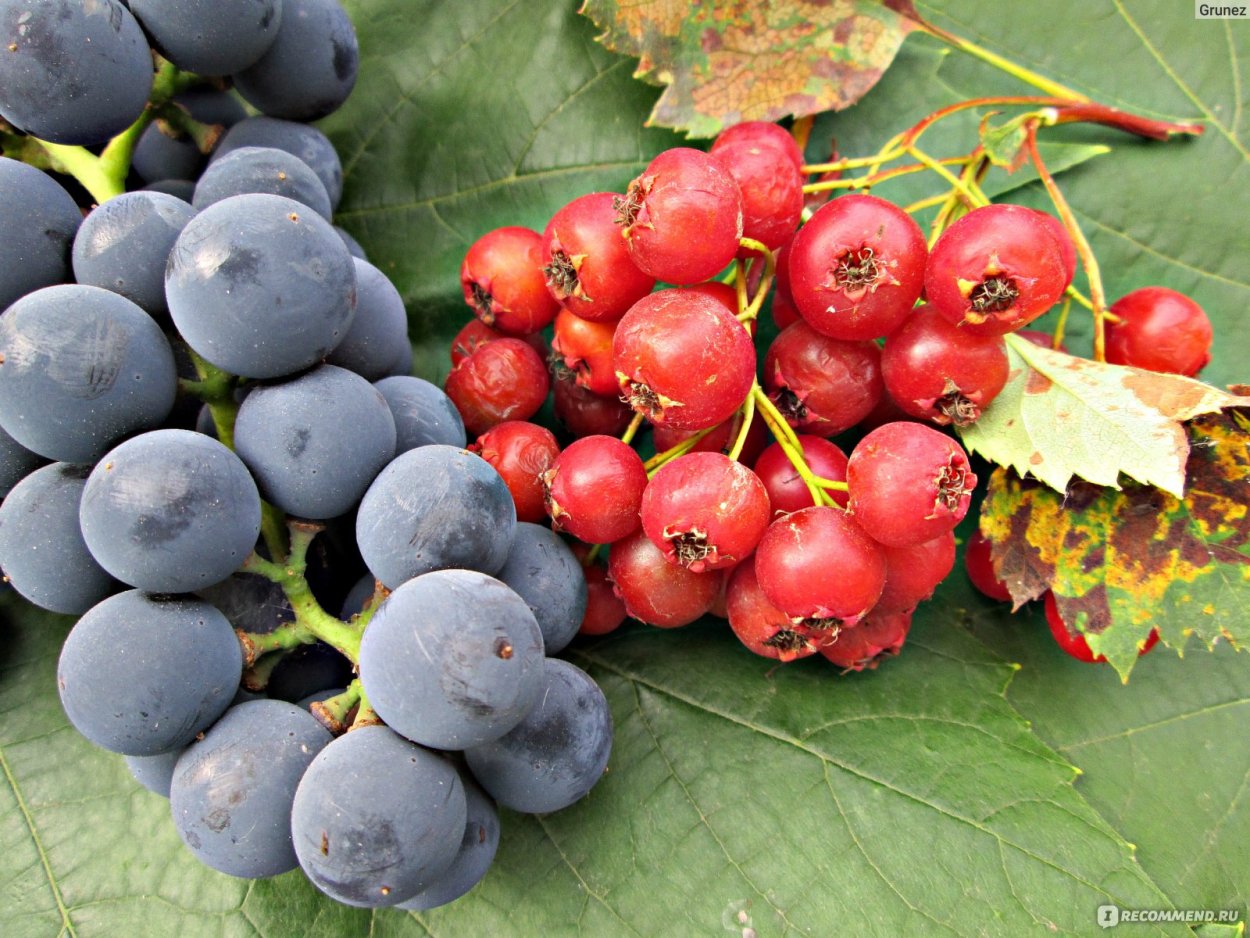 Боярышник Сибирский кроваво-красный