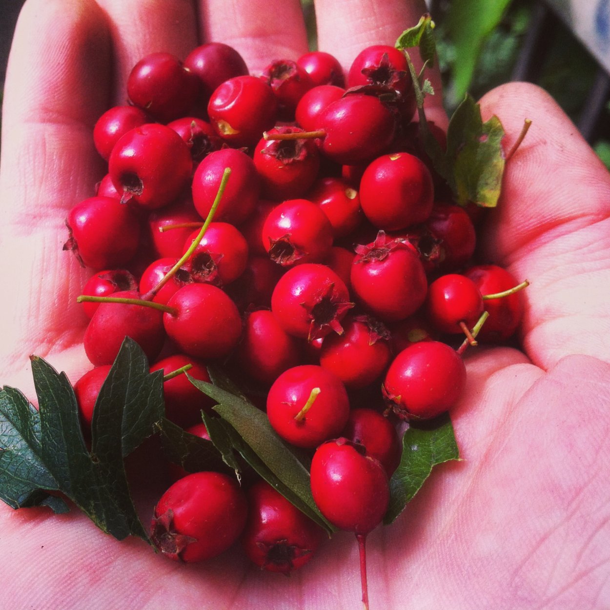 Боярышник Шовица