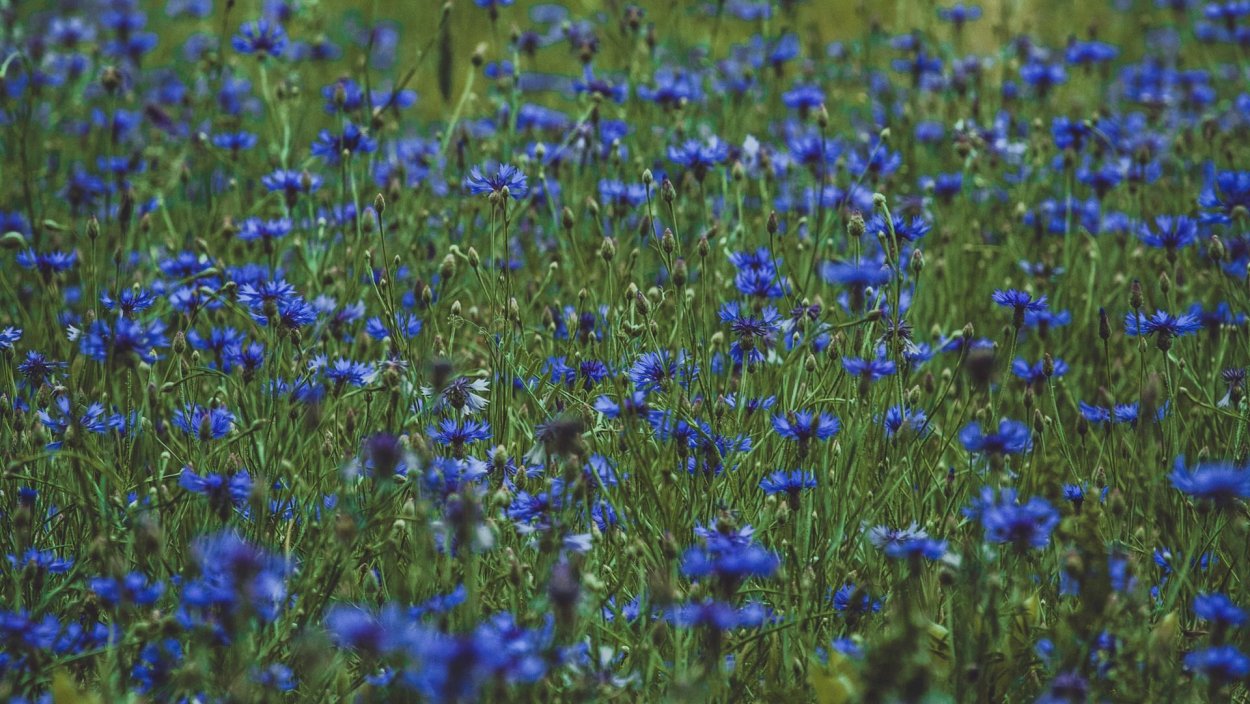 Растения Луга Василек синий полевой
