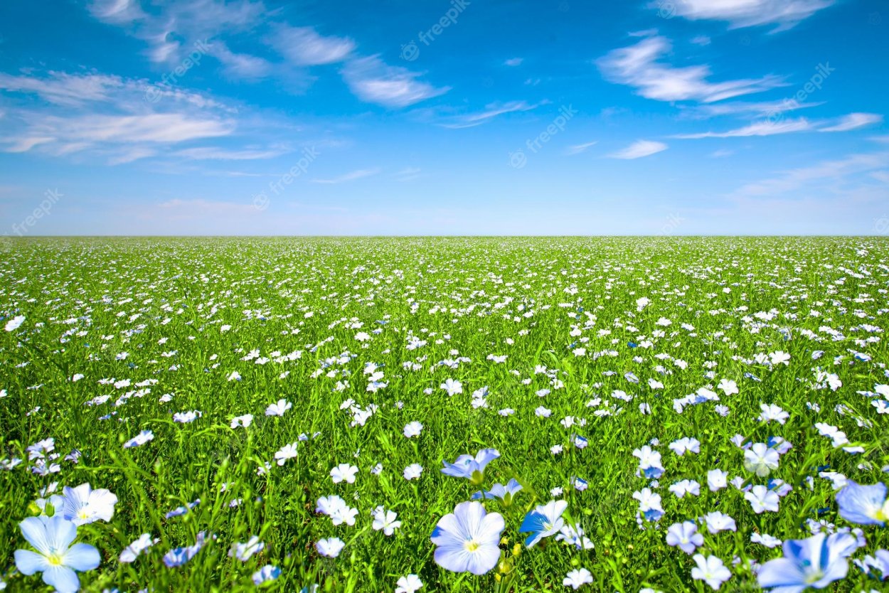 Поле льна Блю Скай