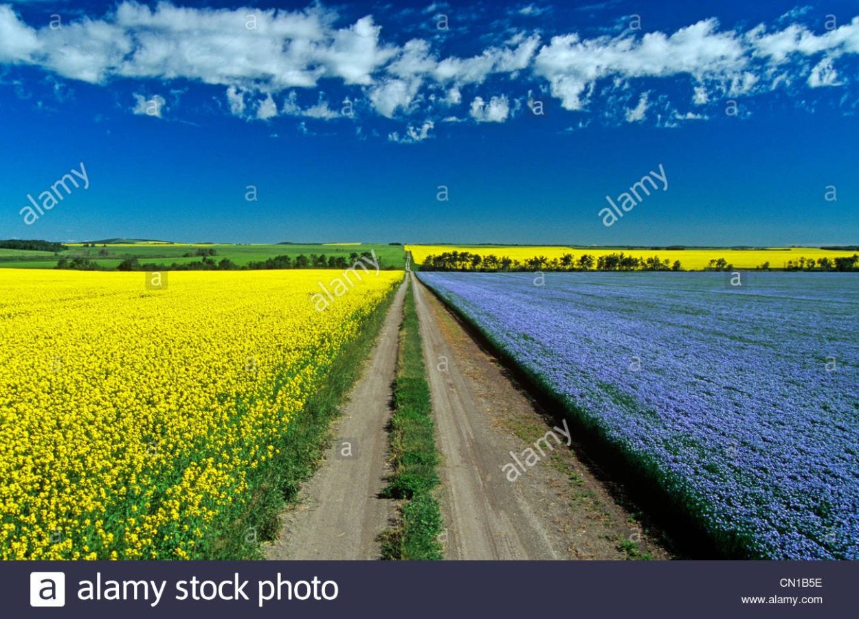 Красивая дорога в рапсовом поле