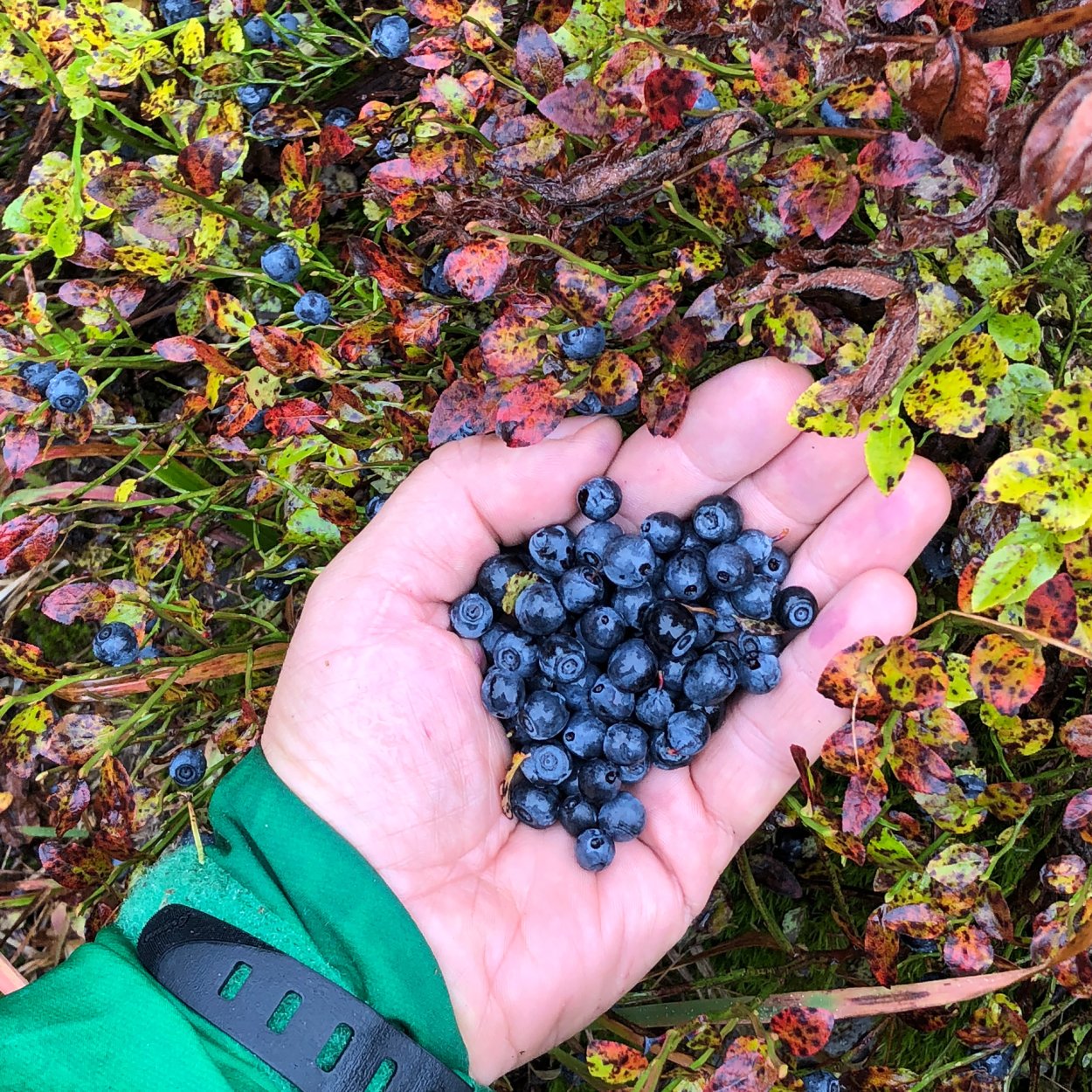 Ягоды Южного Урала