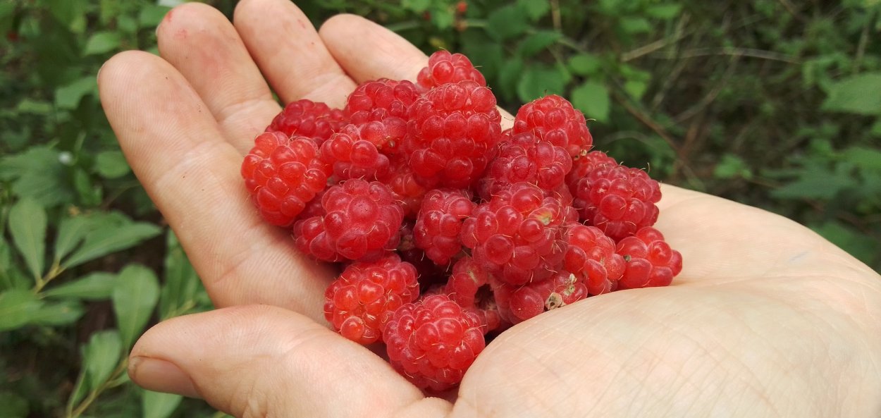 Ягода малина Каменск-Уральский