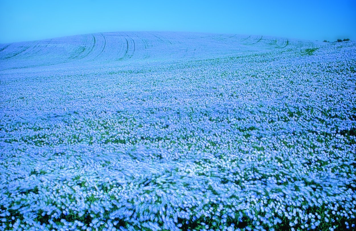 Лен масличный цветение