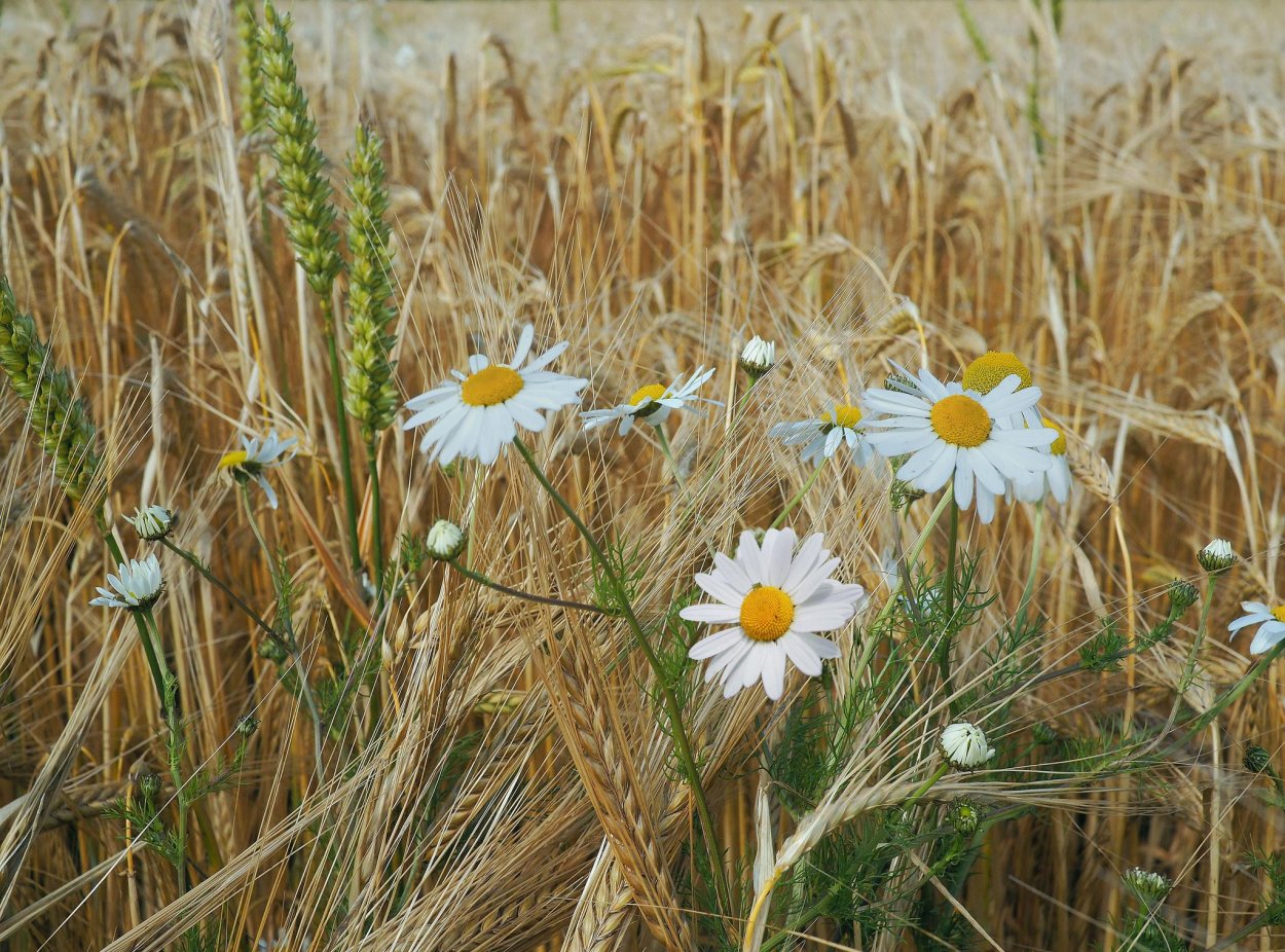 Ромашки и пшеница