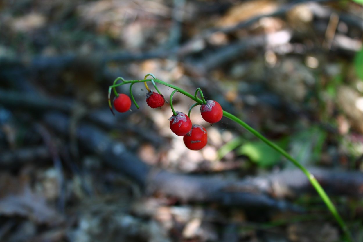 Ландыш Майский ягоды съедобные
