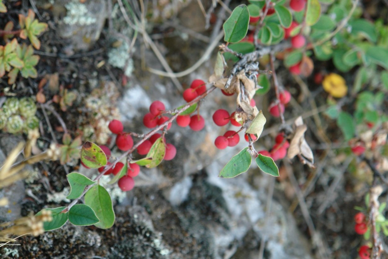 Ранняя ягода на Урале