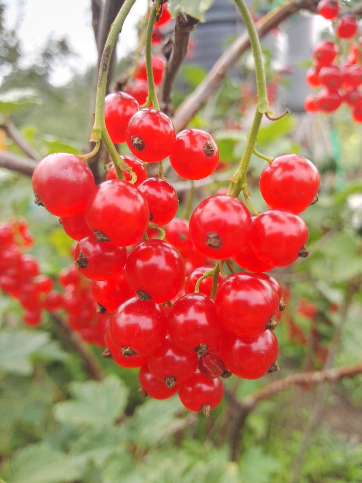 Ягоды на Урале садовые