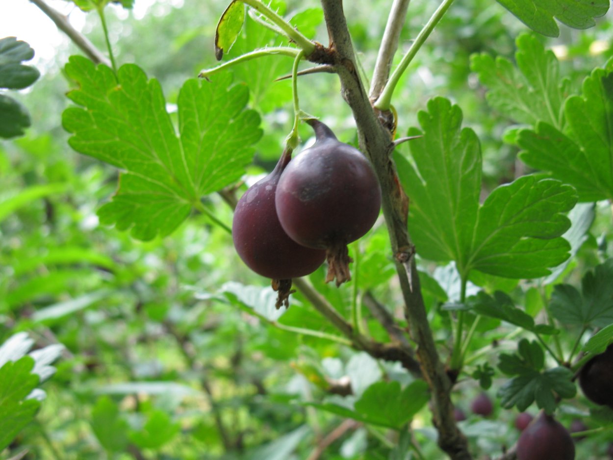 Ягоды на Урале садовые