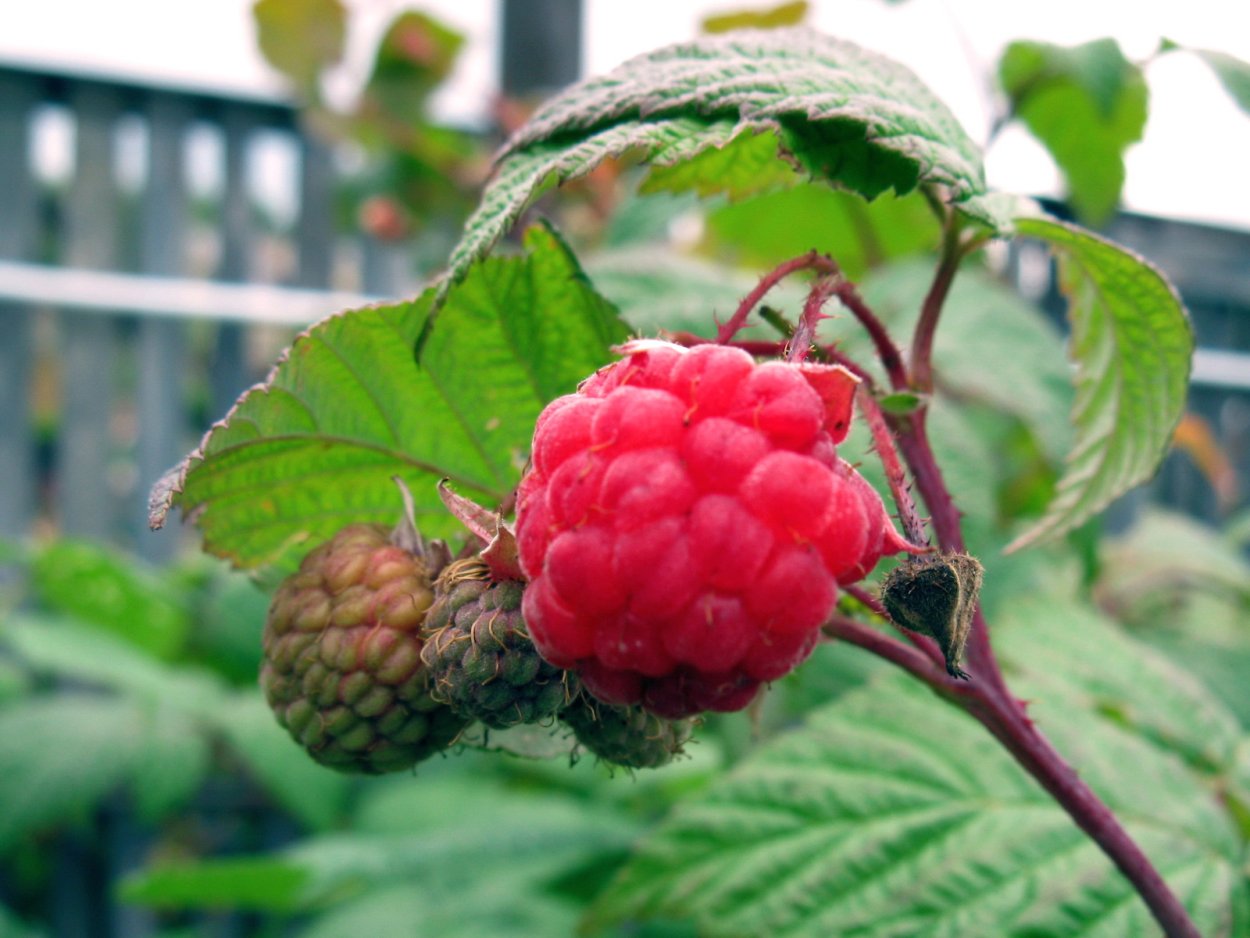 Малина Лесная Урал