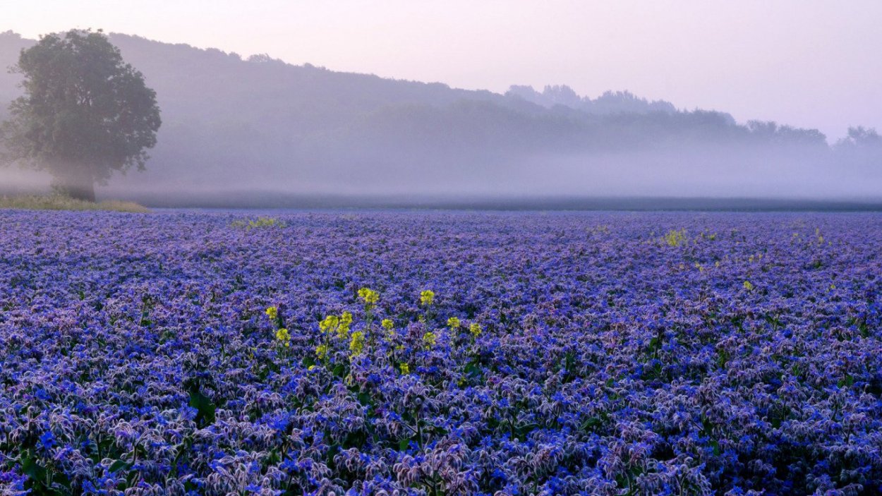 Плантации цикория