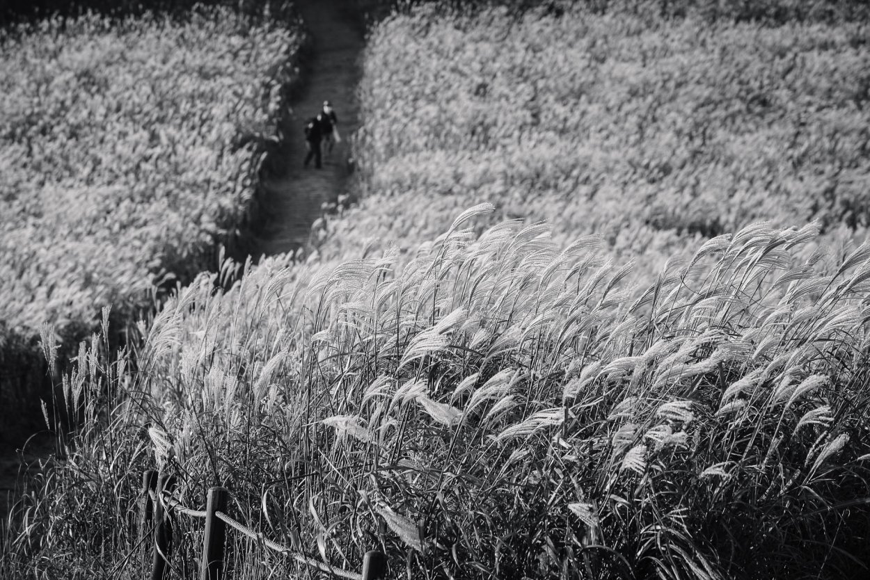 Поле пшеницы