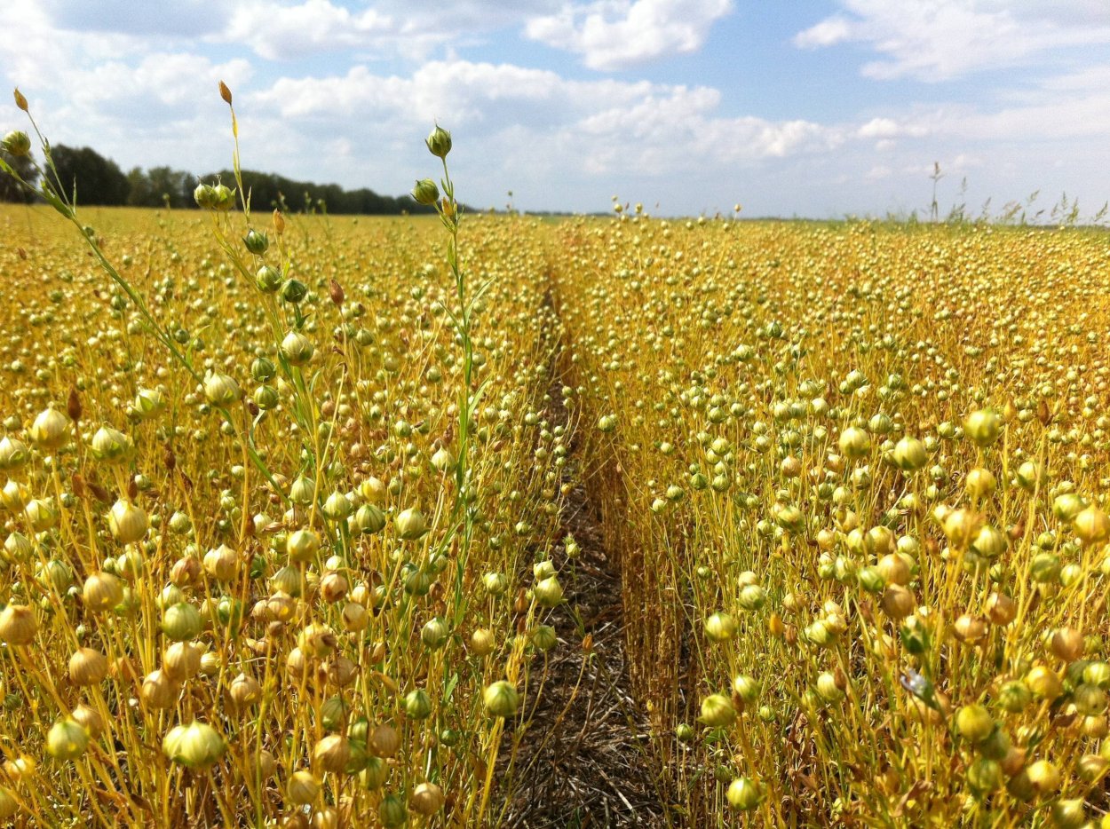 Сельское хозяйство лен Смоленской области