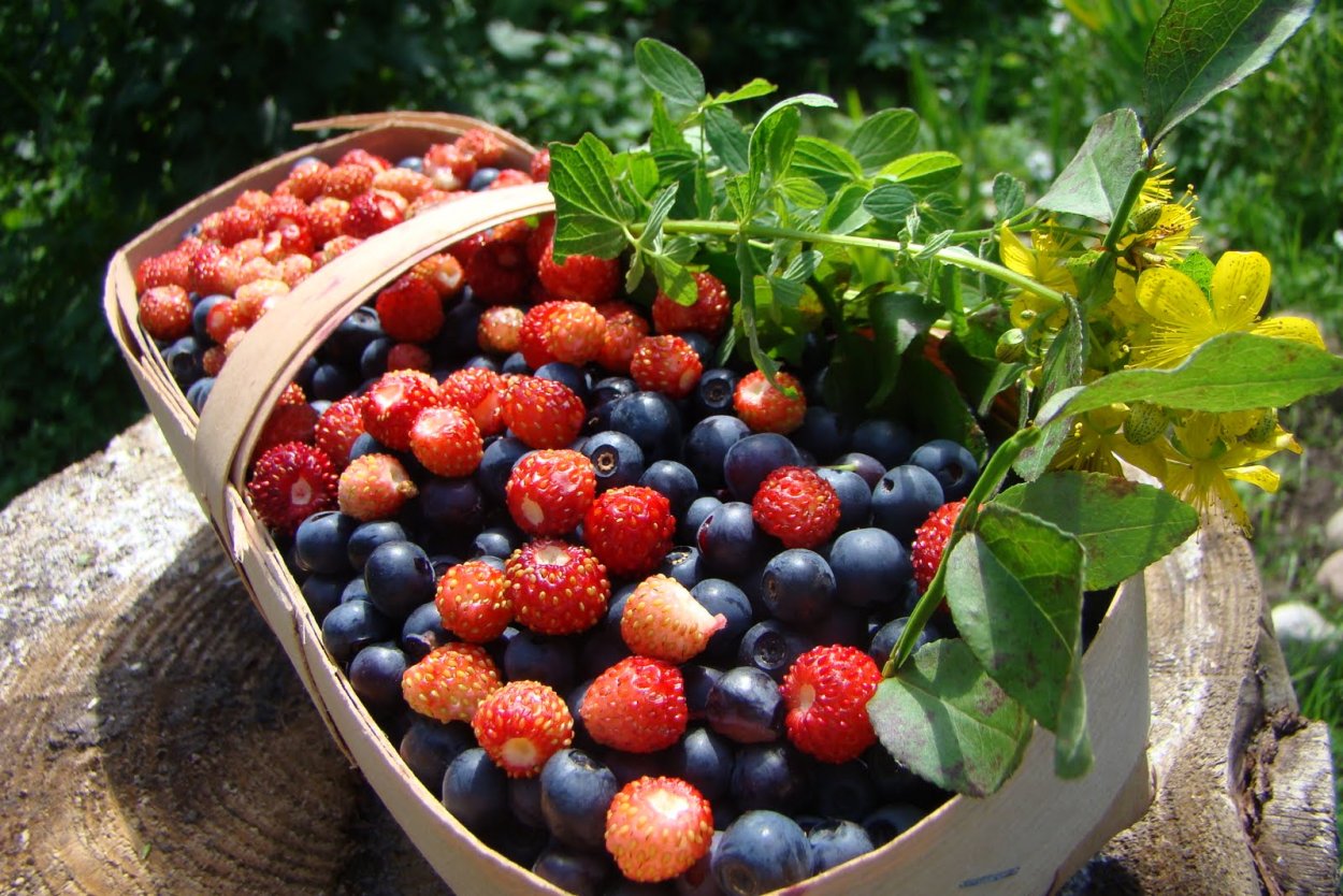 Ягодные места