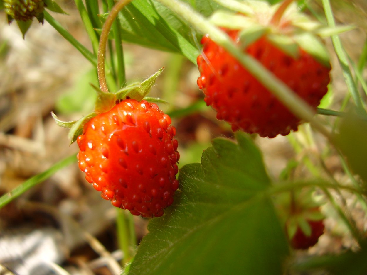 Вологодская ягода Морошка