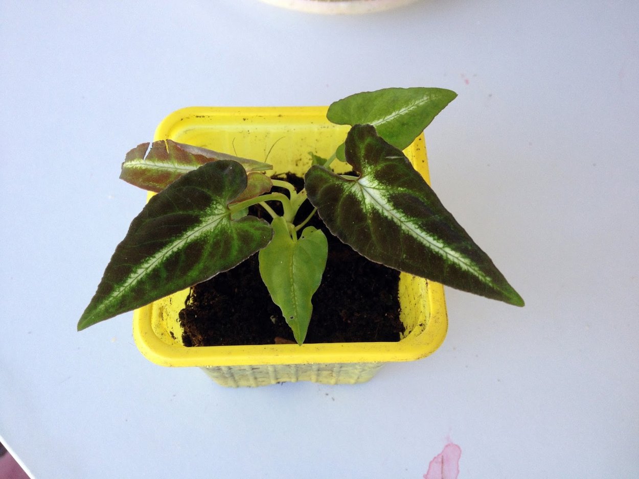 Сингониум Вендланда