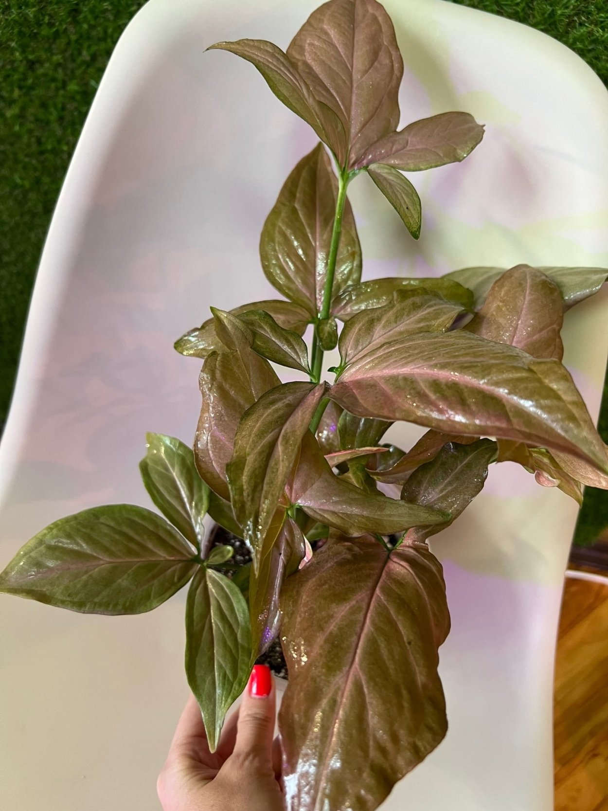 Сингониум Империя Уайт