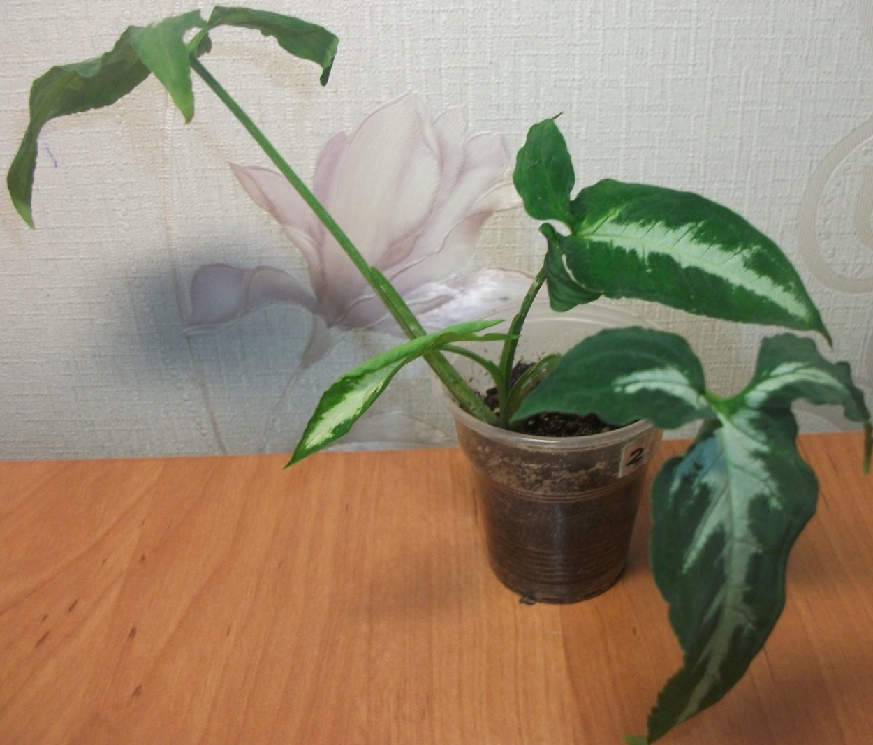 Сингониум Вендланда