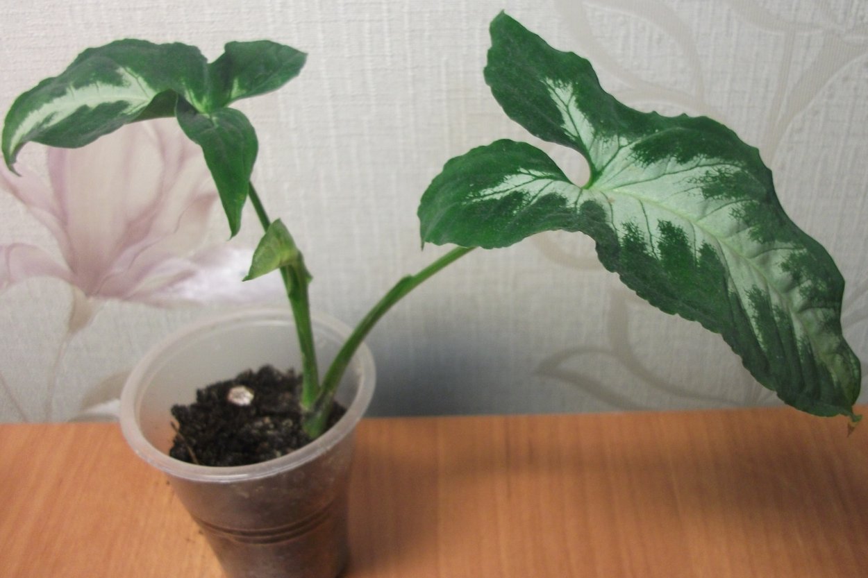 Сингониум альболинеатум