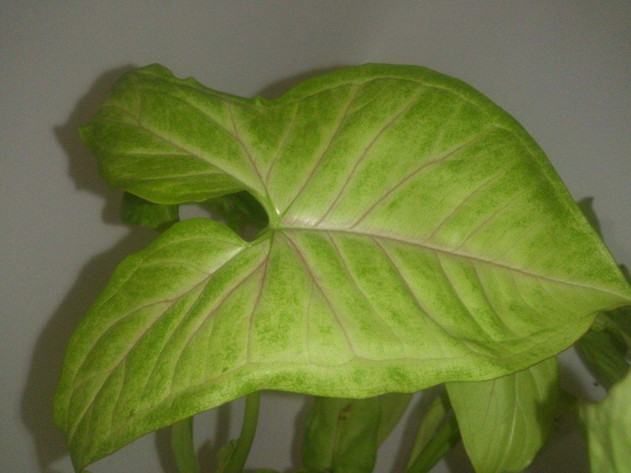 Сингониум ушковидный