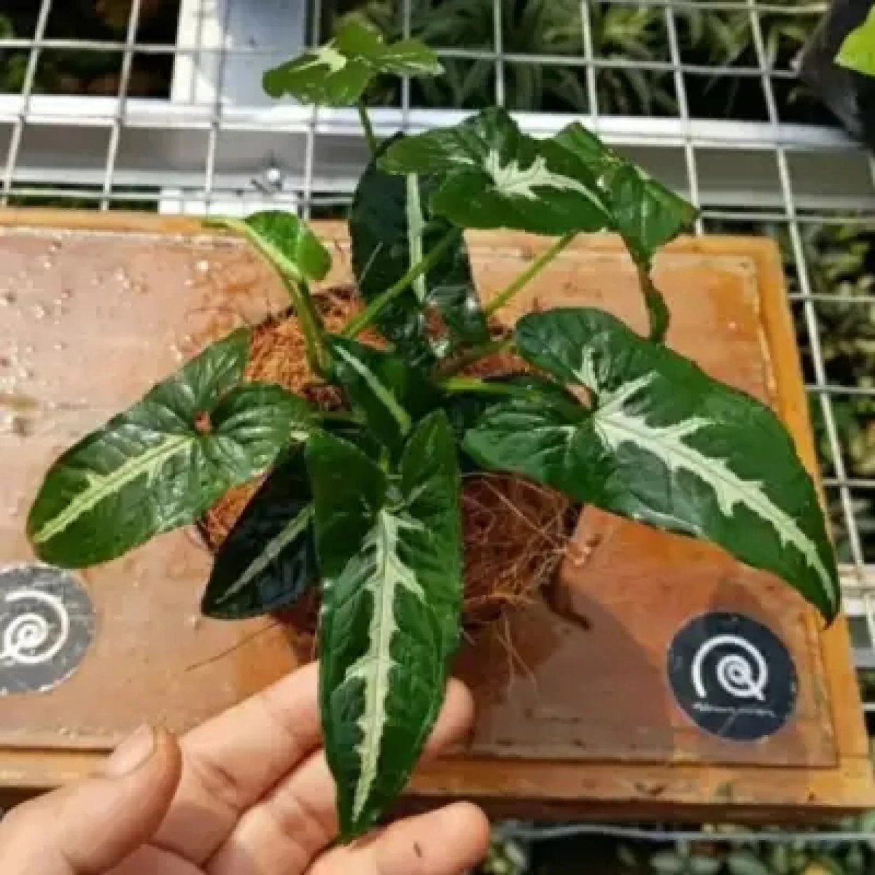 Сингониум Вендланда (велюр)