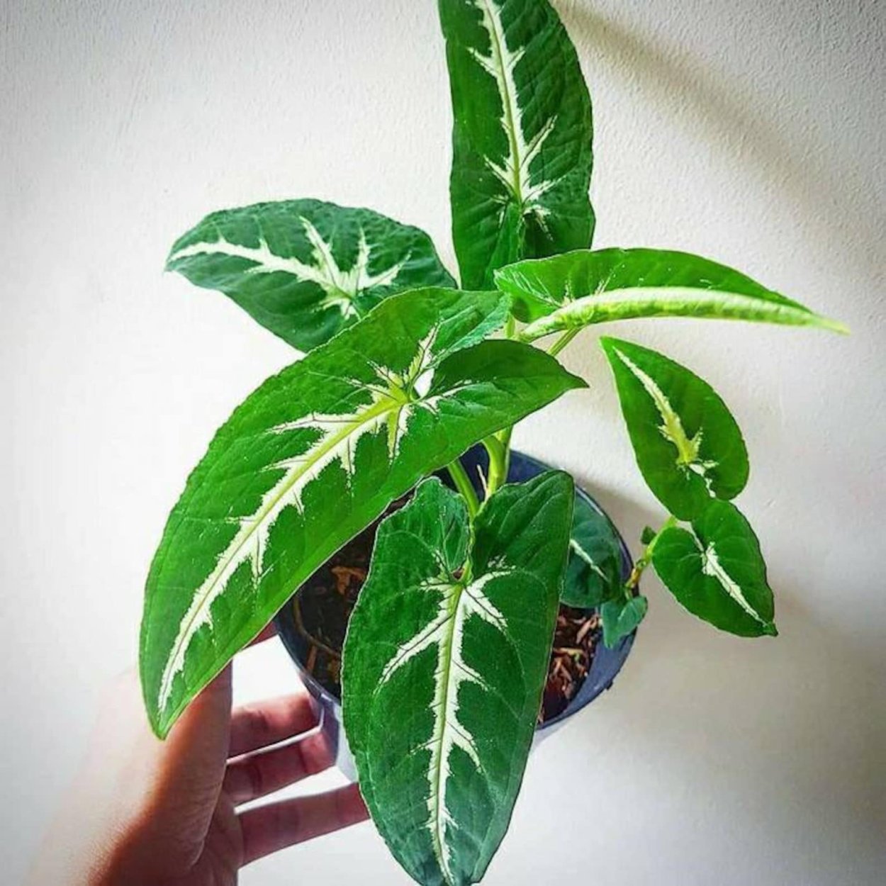 Сингониум Вендланда бархатный