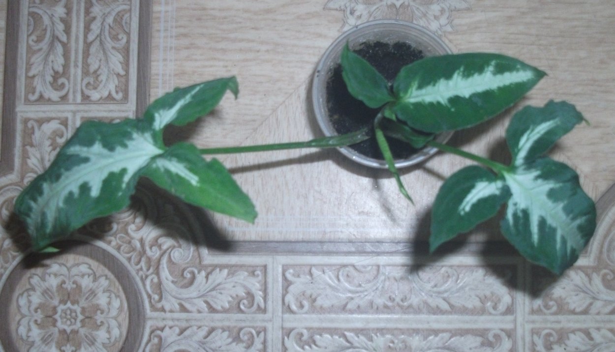 Сингониум Моттлед Мохито