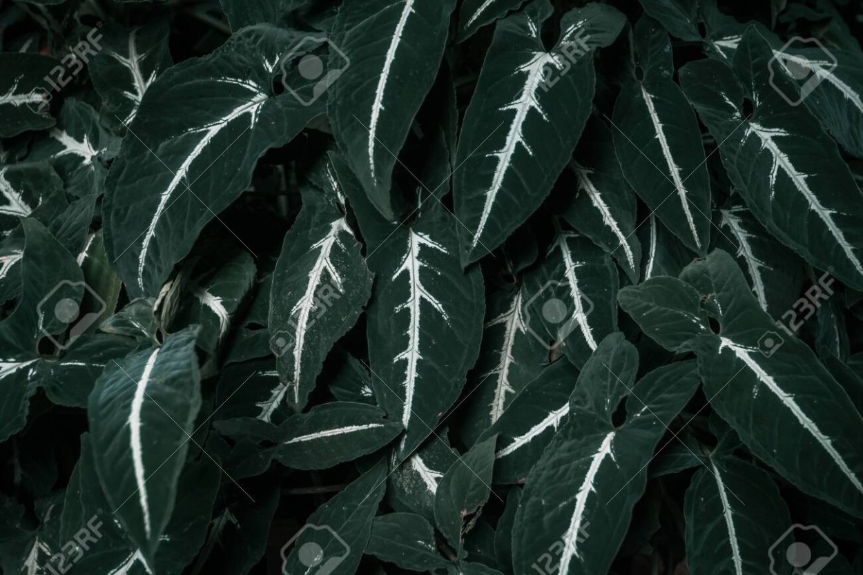 Сингониум Вендланда грей