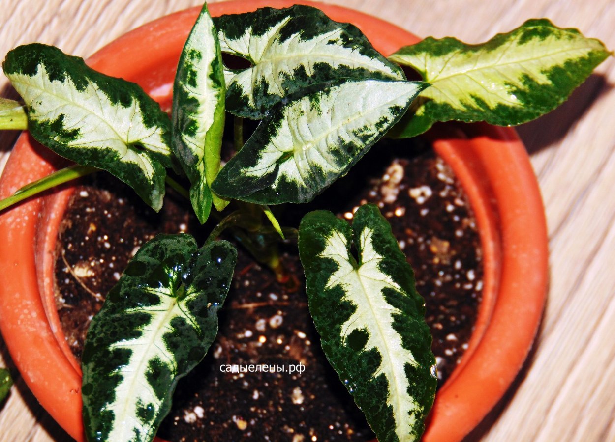 Сингониум Вендланда