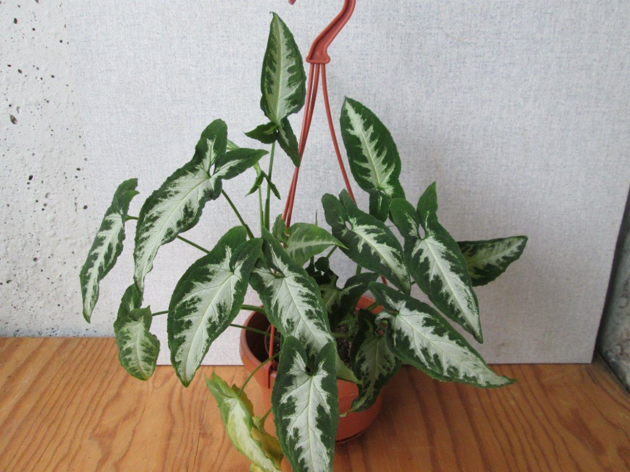 Сингониум ред Харт листы с названиями рисунок