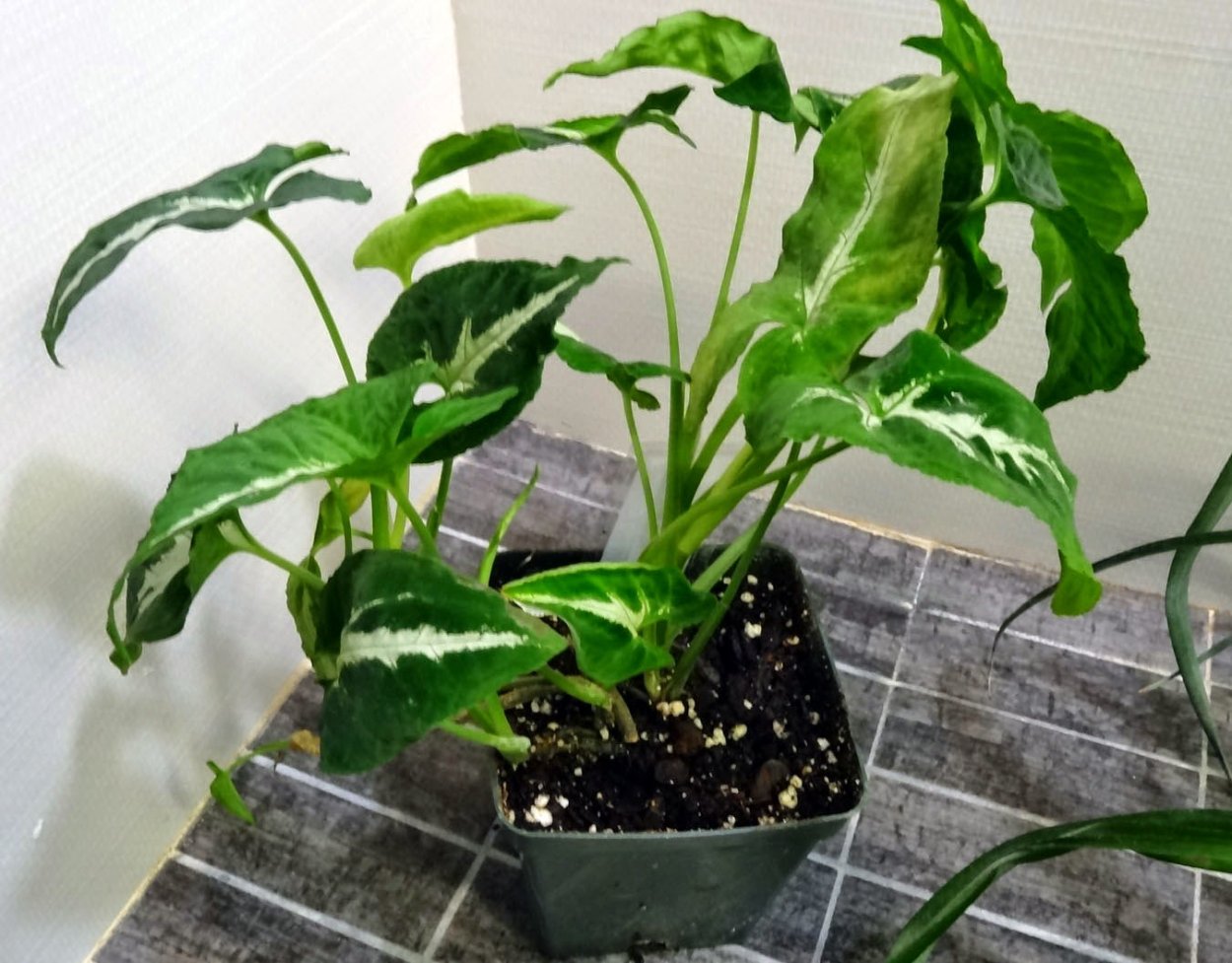 Сингониум Вендланда Syngonium wendlandii