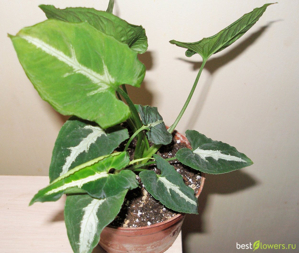 Сингониум Нгуенги Лайма