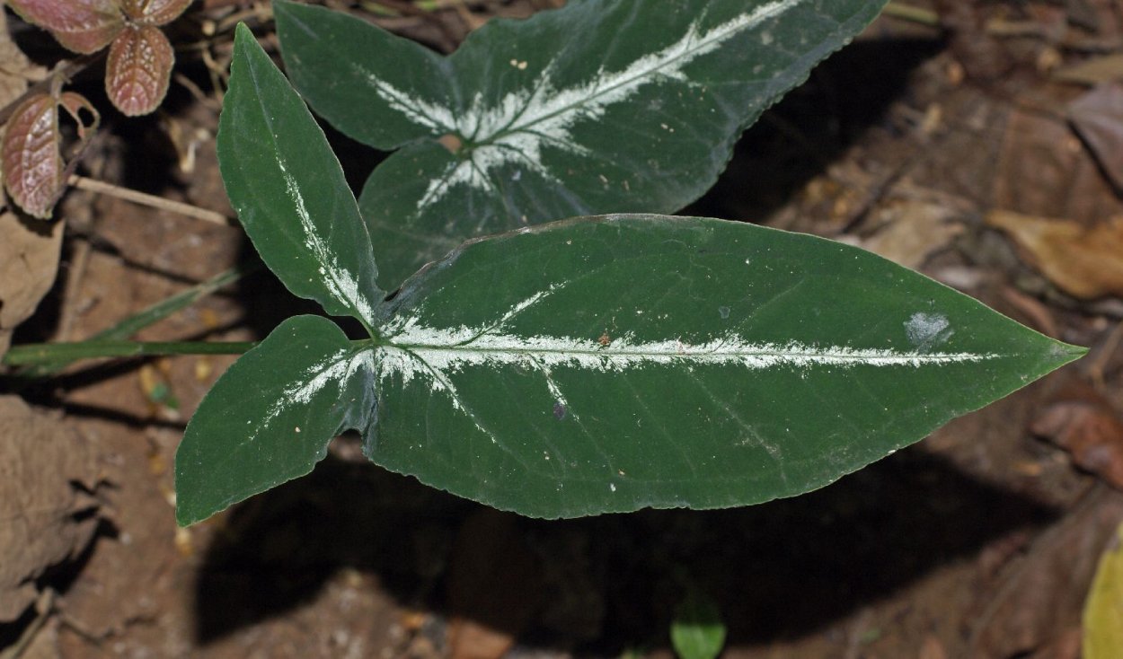 Сингониум Муншайн