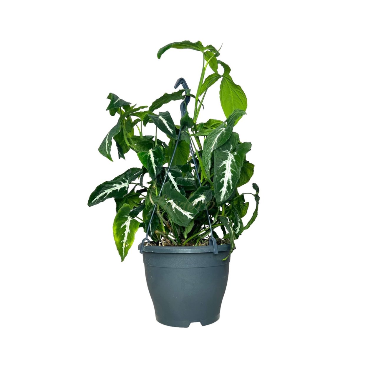 Сингониум перпл Бьюти