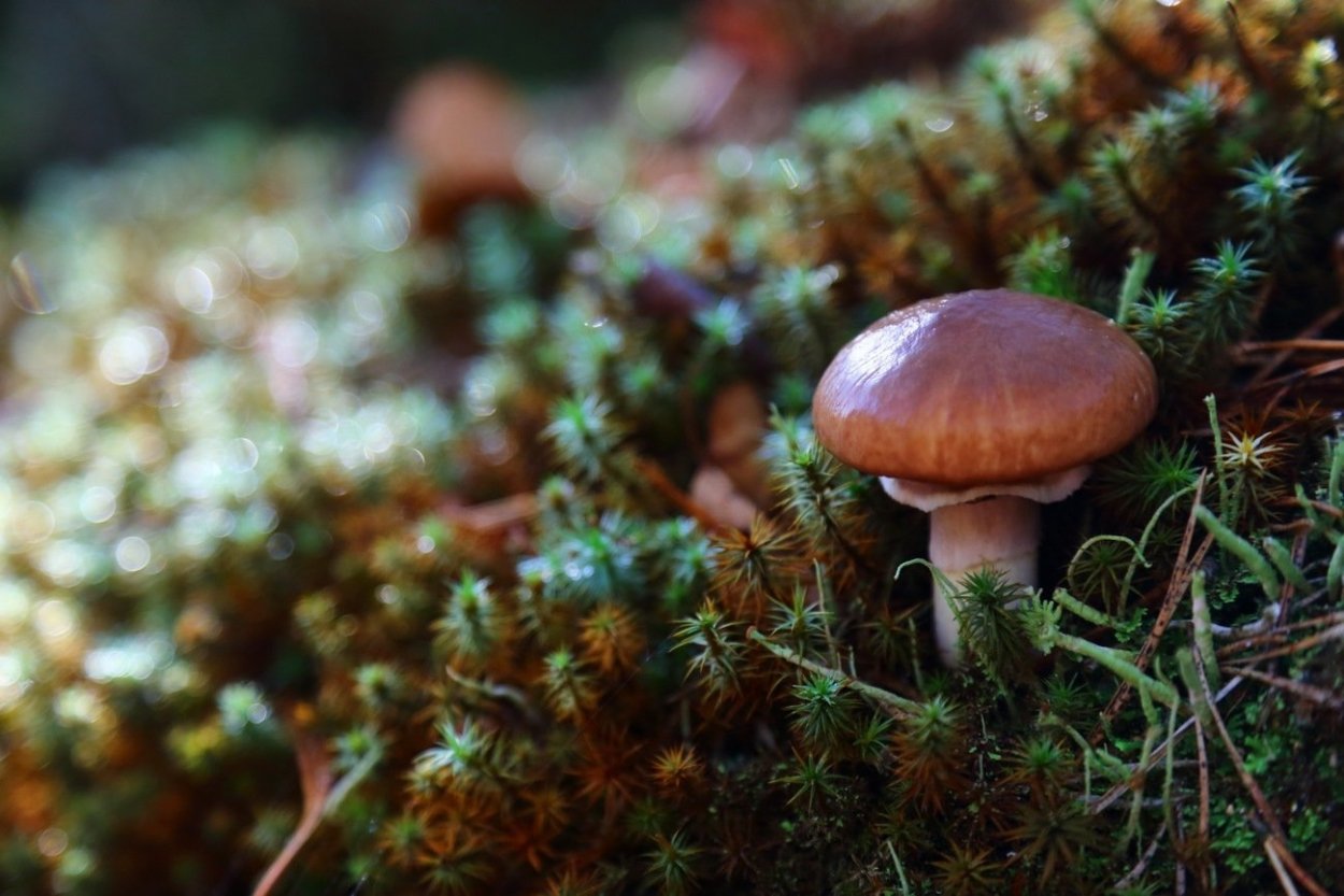 Грибы маслята