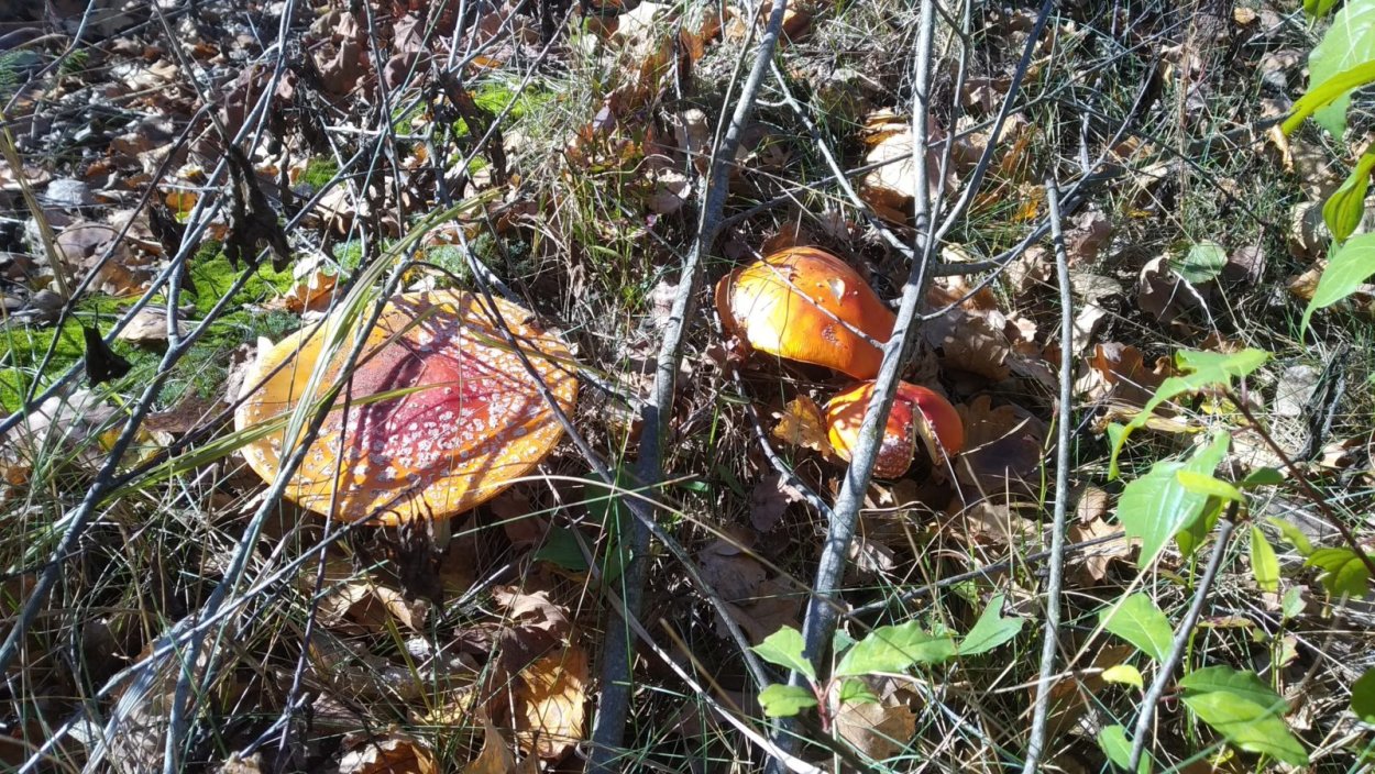 Поганый мухомор