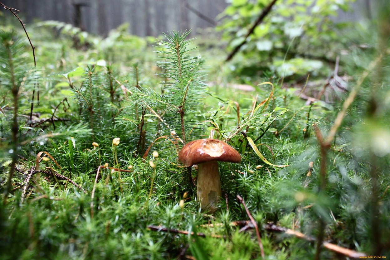 Грибы в Сосновом лесу