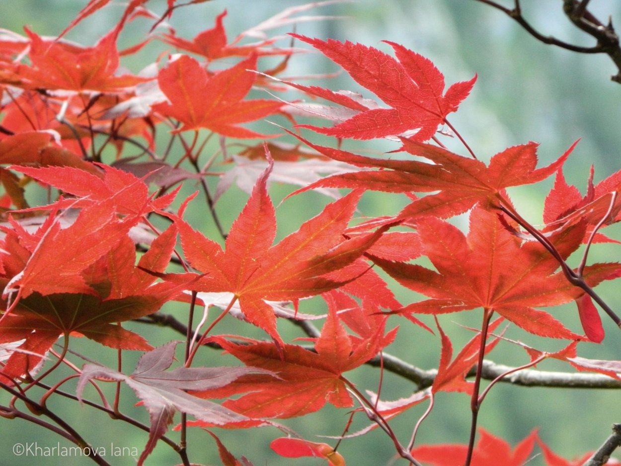 Клён маньчжурский