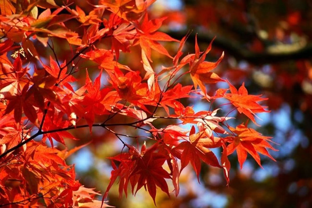 Листья китайского клена