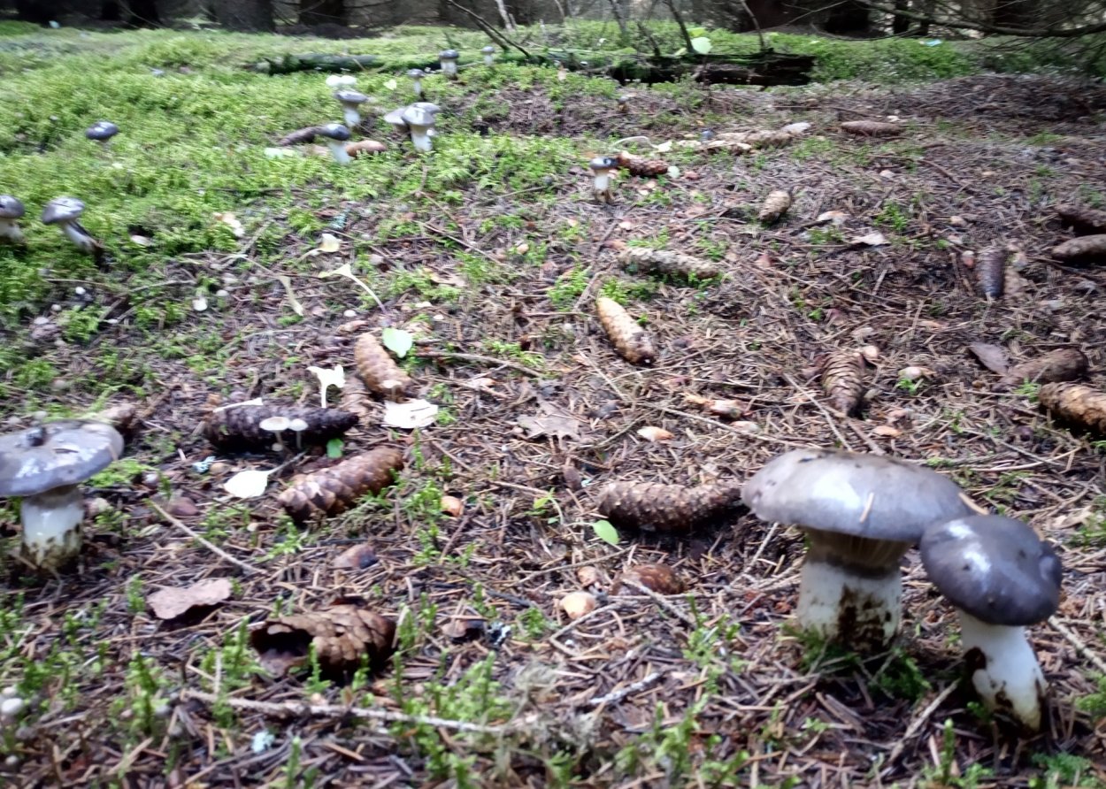 Масленок еловый