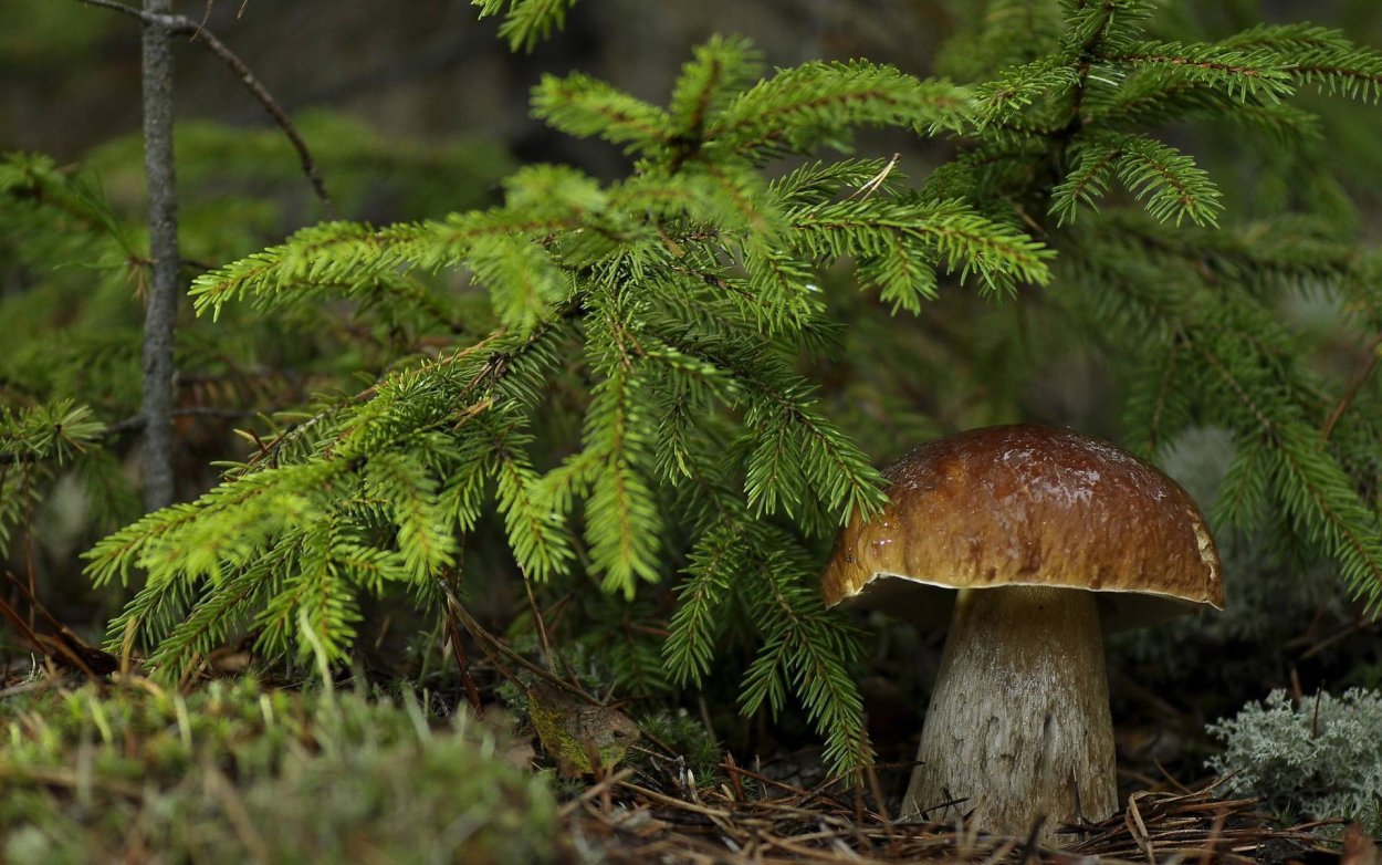 Белый гриб еловый Боровик